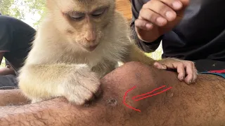 Adorable Zueii Healed My Woounds| Monkey Grooming