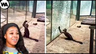 Moments Of Animal Genius That Will AMAZE You | Reaction