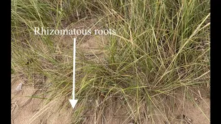 Marram Grass