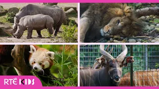 After School Hub - Learn All About the Animals at the Zoo! 🦏 🦁 | @RTÉ Kids