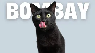 10 Most Surprising Bombay Cat Facts