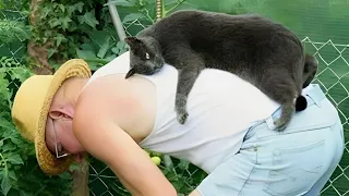 Cat and owner having a close relationship - Cute CATS show their love for owner