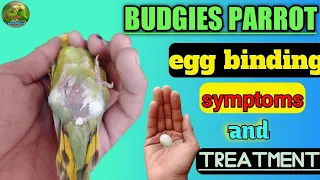 Budgies parrot egg binding symptoms and treatment in Hindi || Australia parrot egg binding.