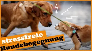 An anderen Hunden vorbeigehen I 3 Tipps für stressfreie Hundebegegnungen an der Leine