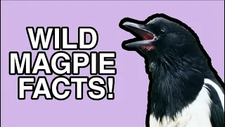 The Life of the Black Billed Magpie - Bird Facts