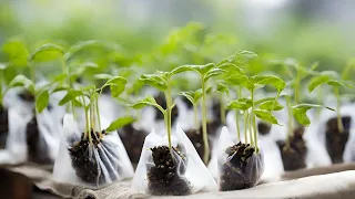 Fastest germination of vegetable seeds without soil! Only 24 hours
