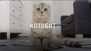 Котобот