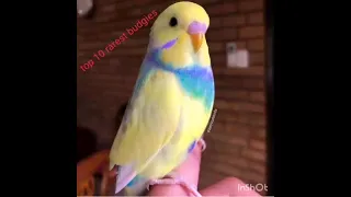 top 10  rarest budgies