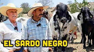 SARDO NEGRO, el GANADO CEBÚ de origen MEXICANO