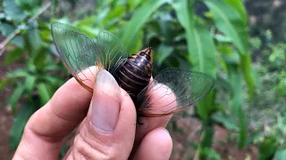 Hunting Cicadas, Beautiful Insects But Harmful To Crops.