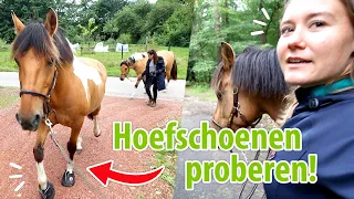 Hoefschoenen passen, boos paard & baby zwaluwen! | felinehoi VLOG #383