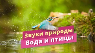 Звуки природы: вода и птицы. Для медитации, релаксации 5 минут.