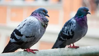 One of these birds is a Robot Drone and it's spying on you