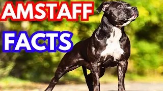 American Staffordshire Terrier   Top 10 Facts