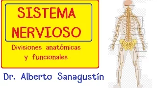 SISTEMA NERVIOSO explicado FÁCIL: anatomía y fisiología