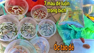 My Bùi đi mua cập cá 7 màu về nhà phát hiện mua 2 được 10, óc táo đẻ trứng đón thêm cá trân châu