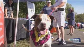 Mandatory microchipping could free-up shelters, reunite owners with lost pets