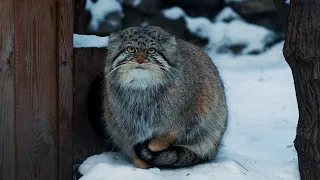 Манул - самый дикий, самый грустный и самый популярный кот в мире. Новосибирский зоопарк