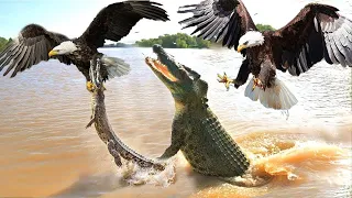 Amazing! Eagles Attack Baby Crocodiles In Front Of Their Mothers Eyes Is Unbelievable | 1001 Animals