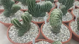 Столбовидные кактусы.Шикарные цереусы в теплице. CEREUS.379