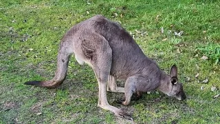 Kangaroo in Australia | MrMogambo Australian Vlog
