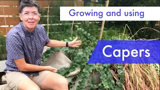 Growing, preserving, and cooking with capers (and caperberries!)