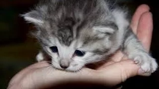 RELAXING & CALMING Music For Kittens and Puppies ♥♥♥ Soothing Music For Sleeping Pets - 1 HOUR
