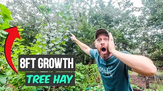 Grow Livestock Feed Tree Hay {8ft Growth in 6 MONTHS!}