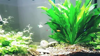 35 minutes of planted aquarium 35 dakika bitkili akvaryum