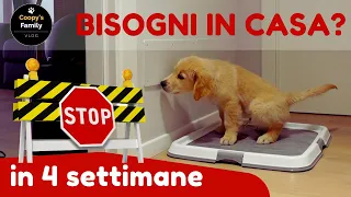 STOP BISOGNI IN CASA IN QUATTRO SETTIMANE | CONSIGLI E STRATEGIE PER EDUCARE IL CUCCIOLO DI CANE