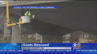 Goats Stuck Underneath Bridge Rescued By Transportation Workers