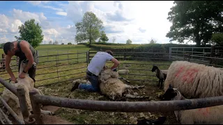 SHEARING DAY! I TRY TO SHEAR A SHEEP FOR THE FIRST TIME!