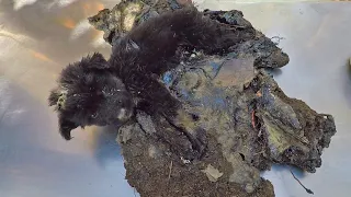 Puppy screams for help locked in rock-solid tar.