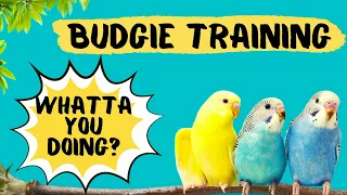 Teach your Budgie to say WHAT ARE YOU DOING, Budgie Talking Training, How to teach a budgie to talk