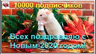 10000 подписчиков и поздравление с Новым годом 2020!