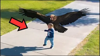 The eagle suddenly carried the child, leaving everyone in a state of shock