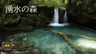 4K映像 ＋ 自然環境音  岩苔と湧水の森   　奥伊勢    八重谷湧水（やえたにゆうすい）