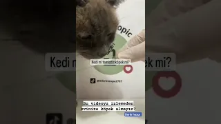 Kedi mi daha temiz?yoksa köpek mi?#shorts #shortviral #kediler #köpek #sağlık