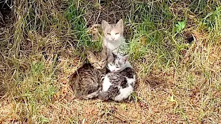 Rescue of young mama cat and her kittens abandoned next to the road