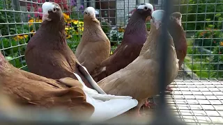 Russian Kurski Highflyer Pigeons in Red Shade. Lal Dobaz Surkhay kabootar Hargiz koi breed nhai !