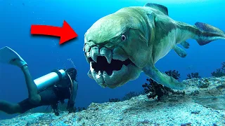 Top 10 Prehistoric Sea Creatures | Underwater Central