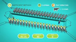 Herringbone - efficient milking routine