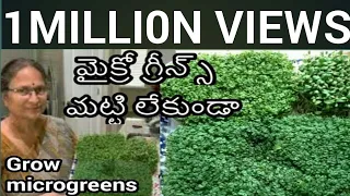 మట్టి లేకుండా మైక్రో గ్రీన్స్// Growing Microgreens without soil.