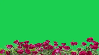 flower plant green screen | green screen rose video | rose plant with flowers green screen video