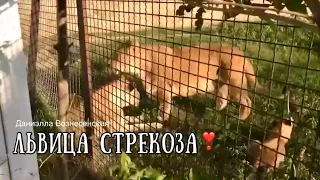 Тайган❤️Львица Стрекоза - она слепая, но очень умная