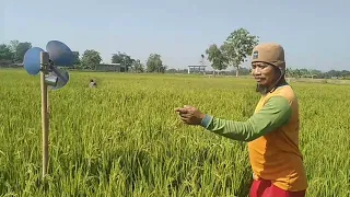 Alat Pengusir Burung Di Sawah// Otok Otok