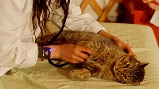 ASMR Head to Tail Examination with Taxi the Cat 🐱 (Veterinary Roleplay)