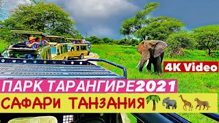 НЕЗАБЫВАЕМОЕ САФАРИ в ТАНЗАНИИ🐘🦒🐆2021 🔹Парк ТАРАНГЕРИ, быт племени МАСАИ, ЛАУНДЖ в ГОРАХ| Часть4