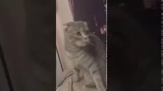 Cat sees ghosts? Кот видит призраков?