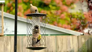 Mourning Doves, Goldfinches, Chickadees  with Chipmunks - September 16, 2020